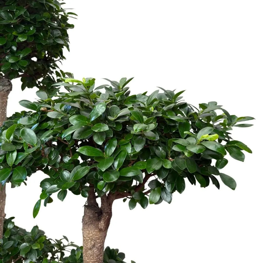 Ficus Microcarpa Multiroot Shape D.50  H.220