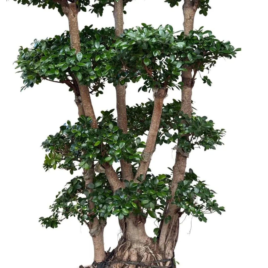 Ficus Microcarpa Multiroot Shape D.50  H.220