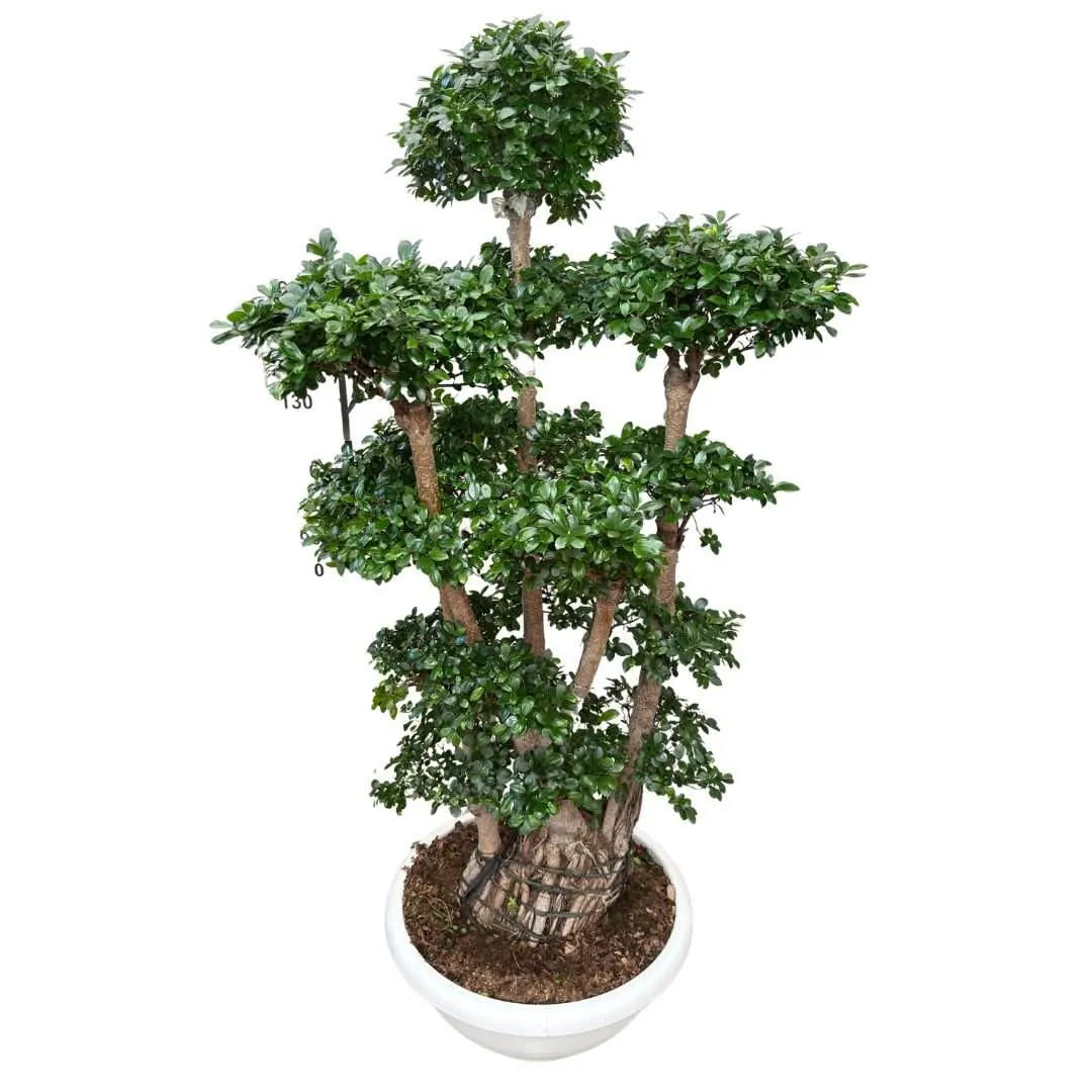 Ficus Microcarpa Multiroot Shape D.50  H.220