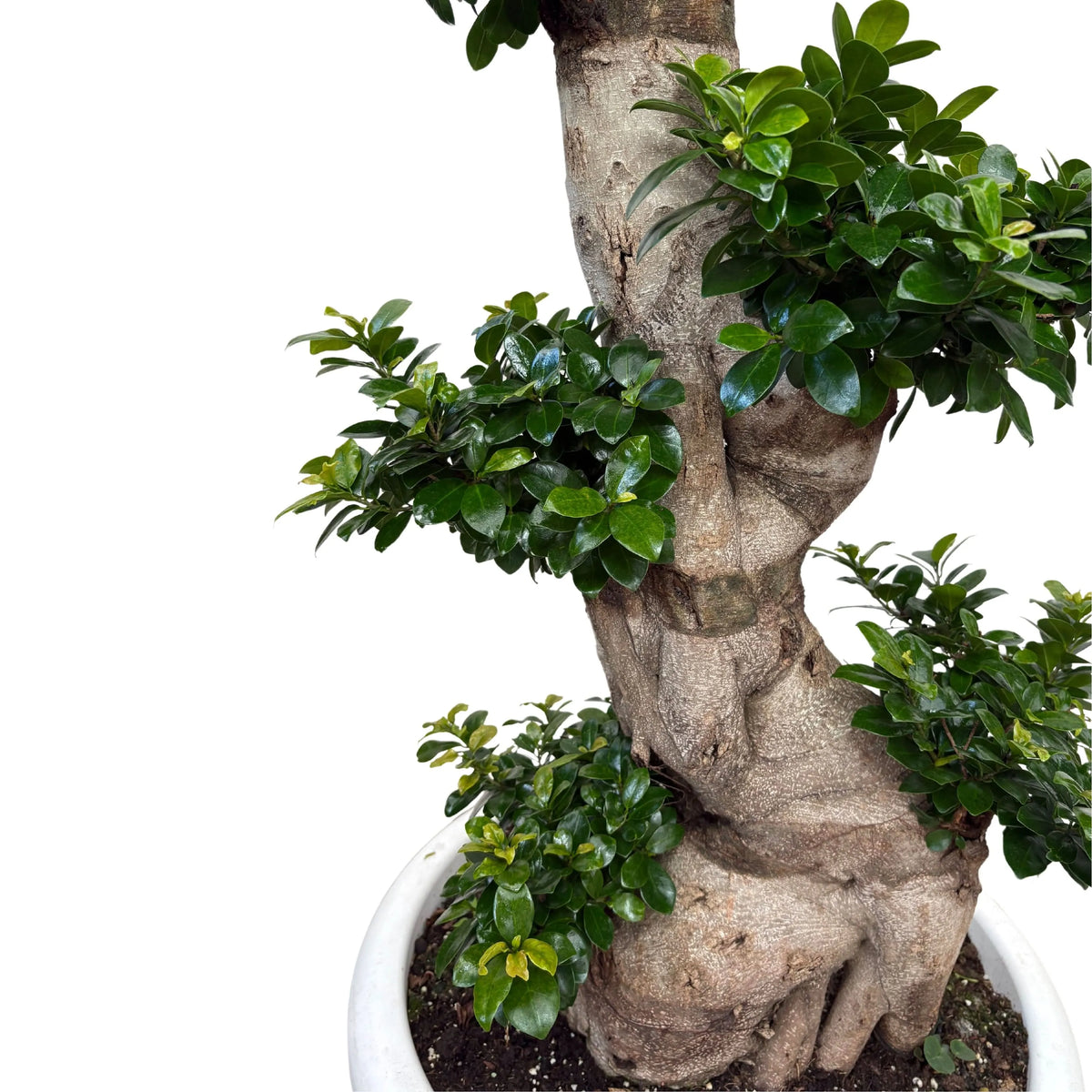 Ficus Microcarpa S Shape D. 50 H. 160