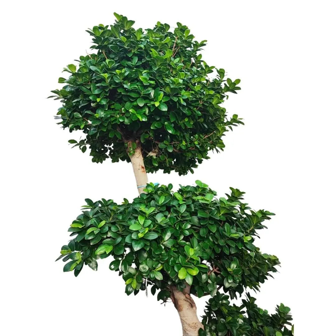 Ficus Microcarpa S-Shpe D.60 H. 210