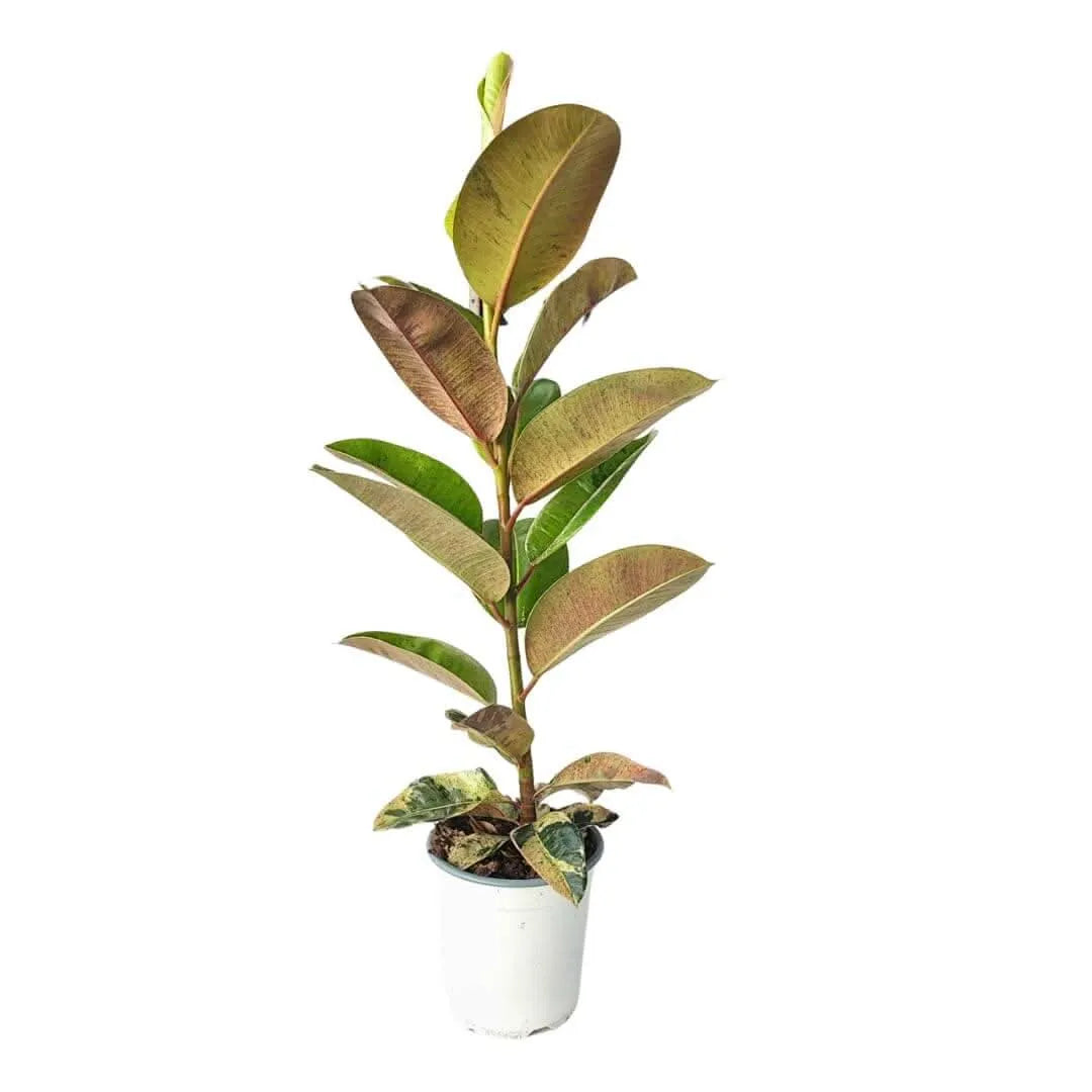 Ficus moraceae