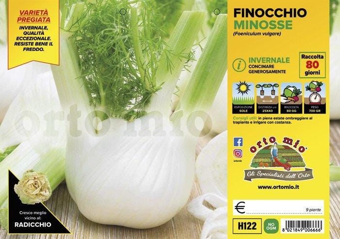 Finocchio invernale Minosse F1 - 9 piante - Orto Mio