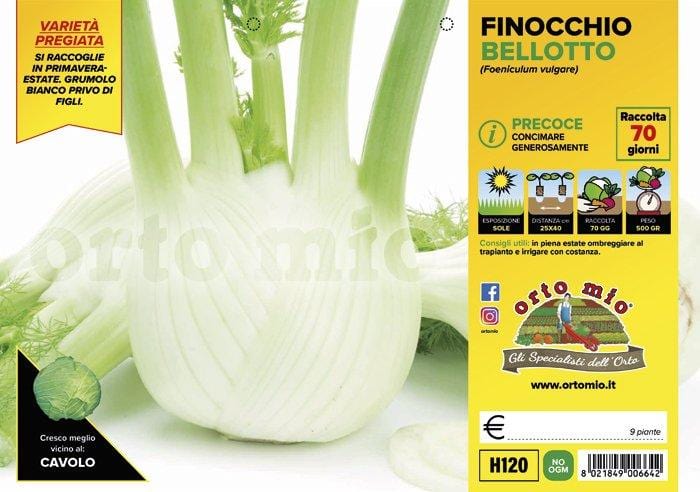 Finocchio precoce Bellotto F1 - 9 piante - Orto Mio