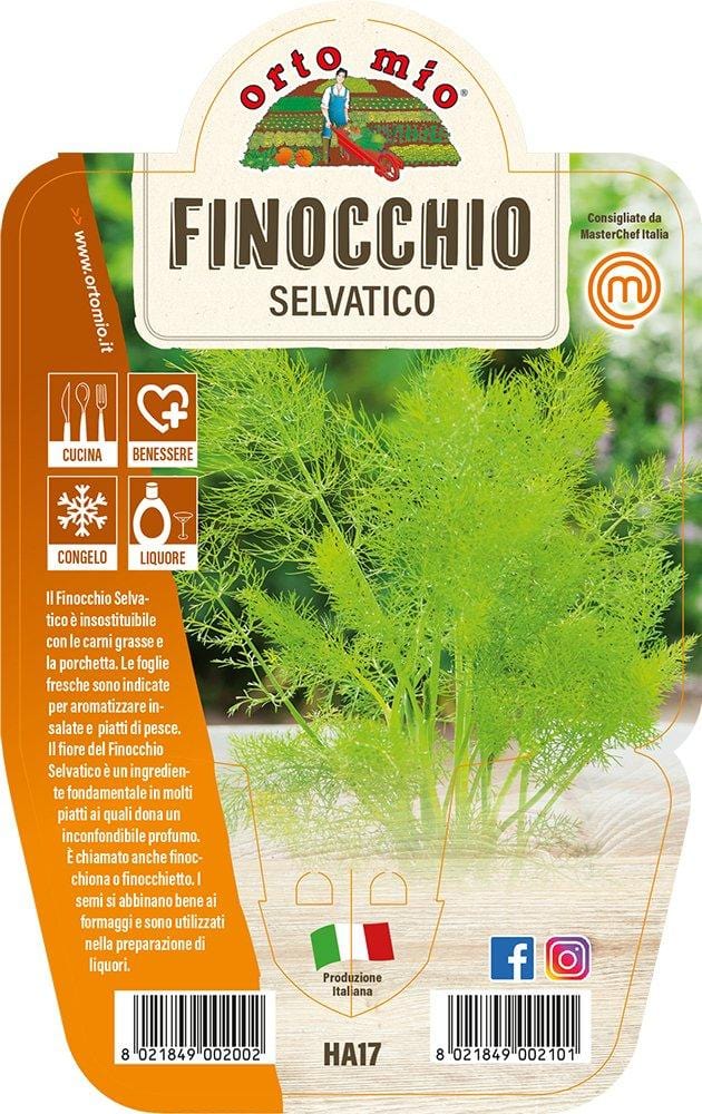 Finocchio Selvatico - 1 pianta vaso 14 cm - Orto Mio