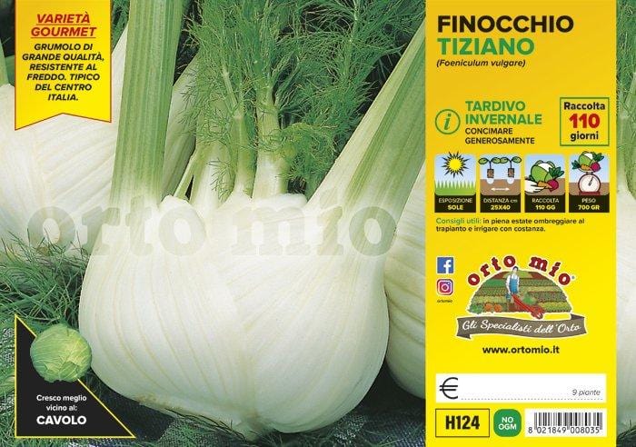 Finocchio tardivo invernale Tiziano F1 - 9 piante