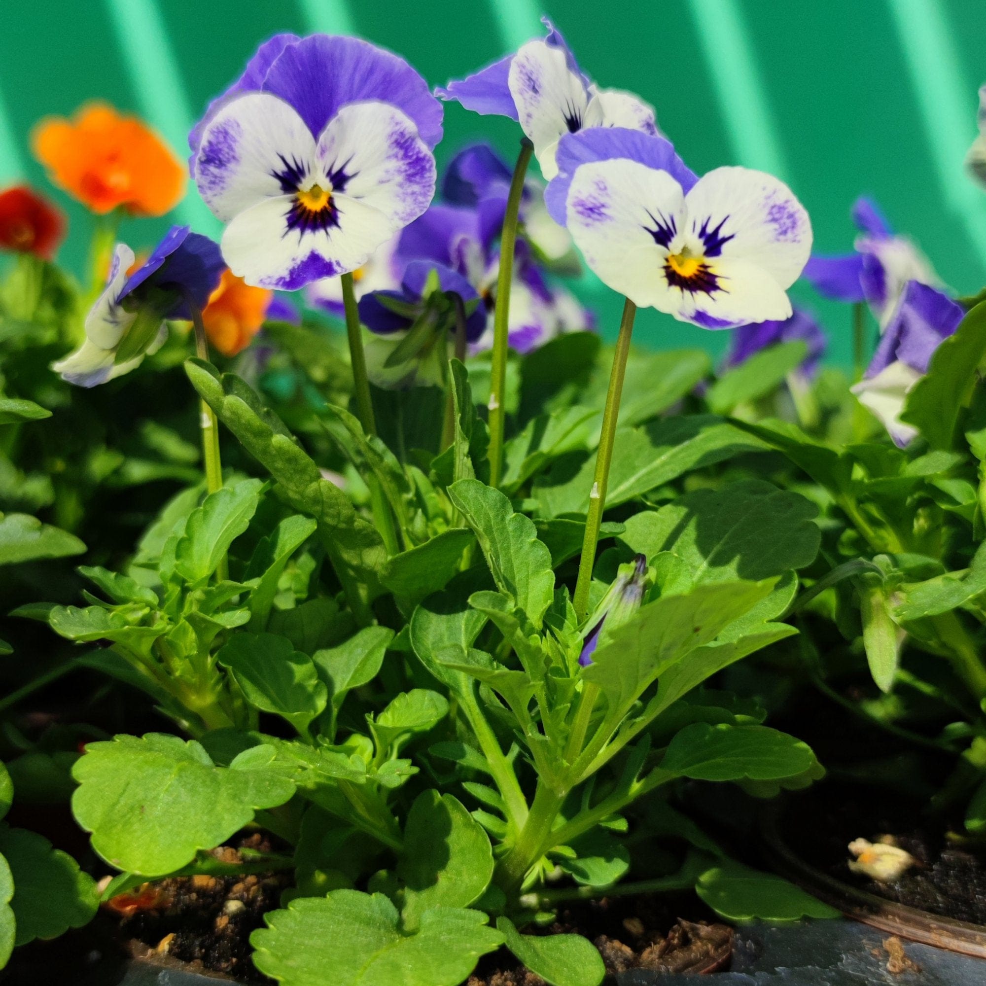 Fiore Viola Cornuta - v. 10 cm