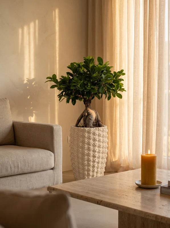Bonsai Ficus Ginseng in vaso ceramica Fira