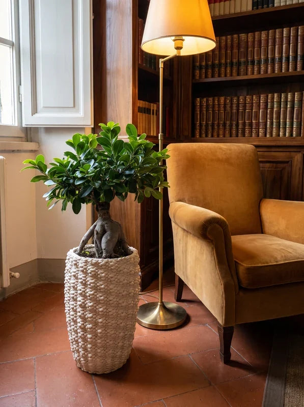Bonsai Ficus Ginseng in vaso ceramica Fira