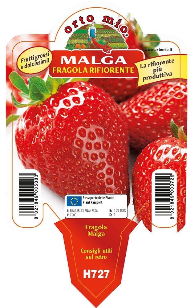 Fragola Rifiorente Malga - 1 pianta v. 10 cm - Orto Mio