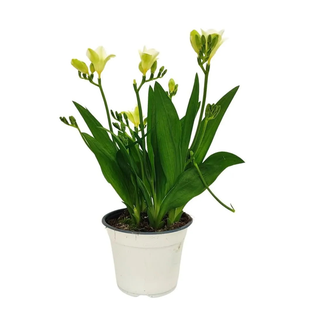 Fresia colori misti D.14 H. 30 cm