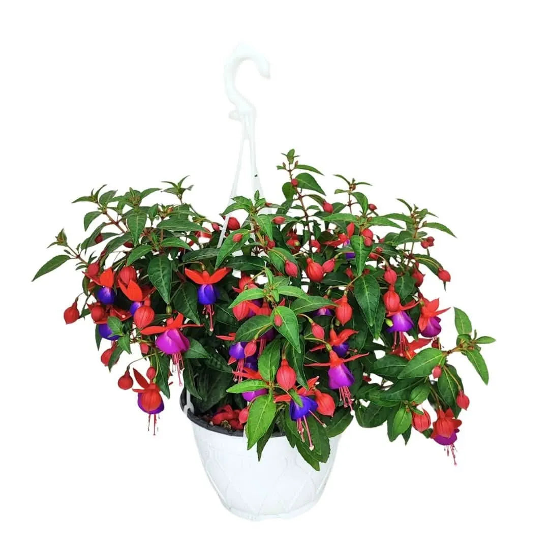 Fucsia Vaso basket D.19 H.40