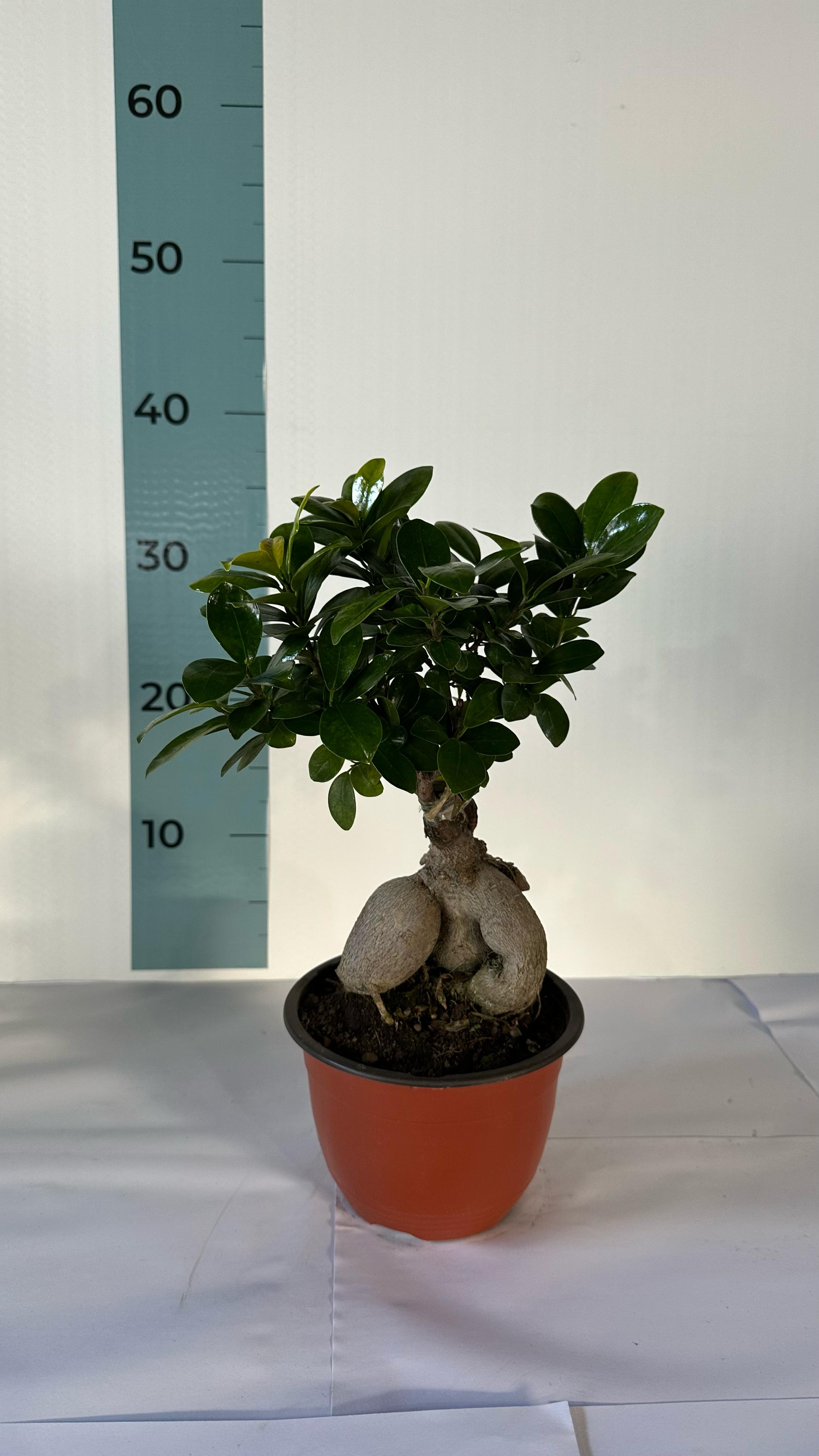 Bonsai Ginseng Ficus Microcarpa
