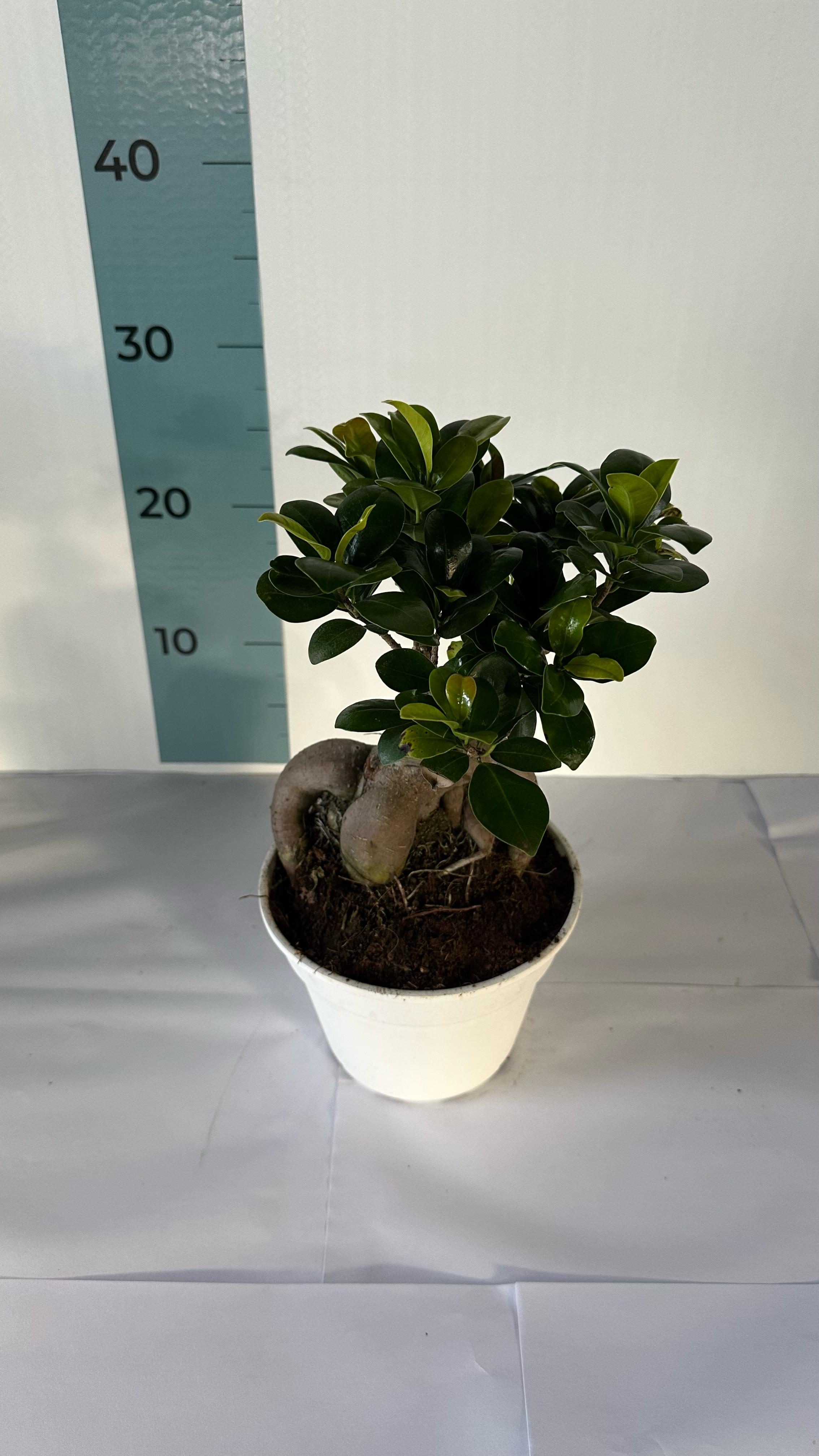 Bonsai Ginseng Ficus Microcarpa