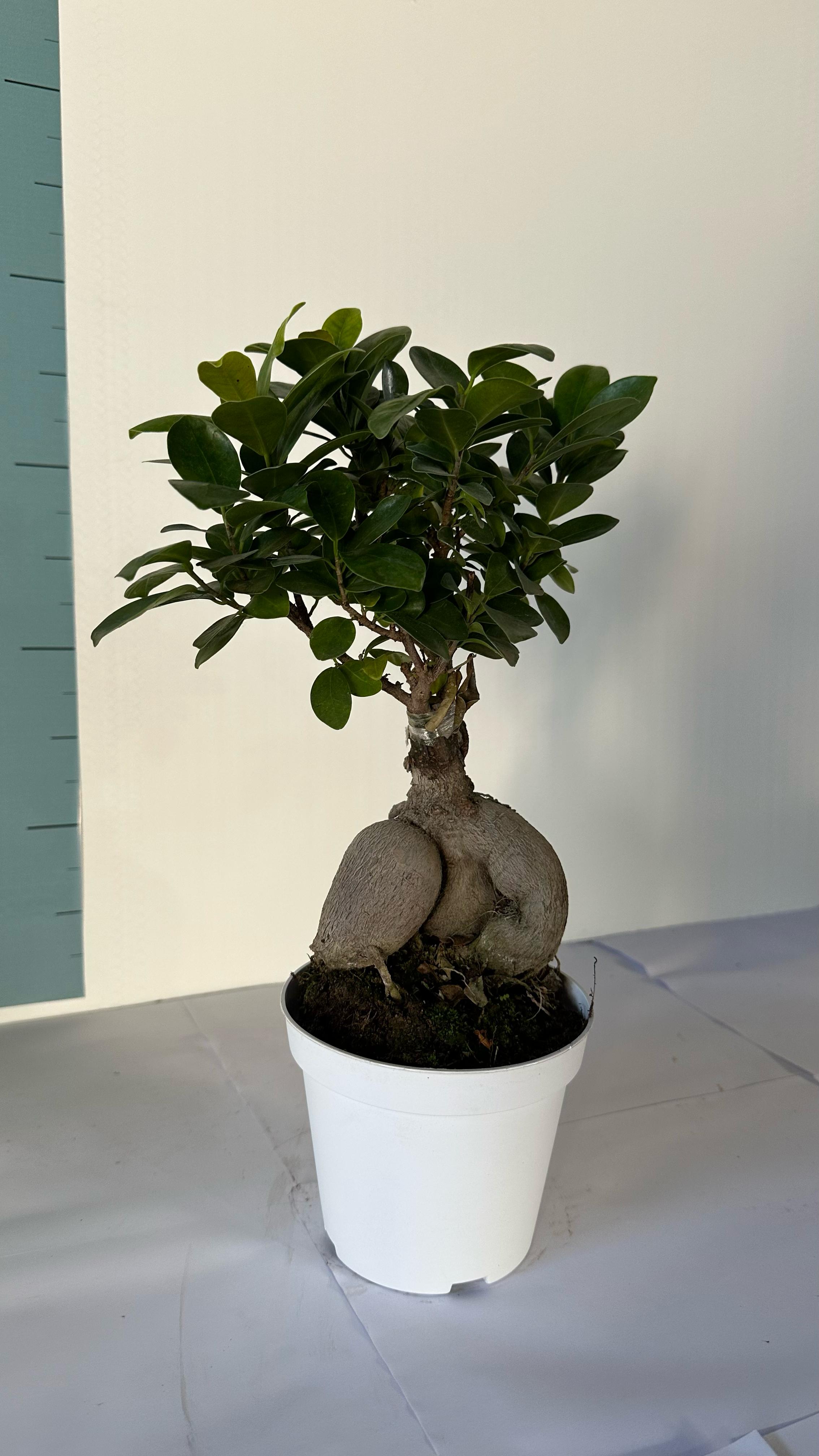 Bonsai Ginseng Ficus Microcarpa