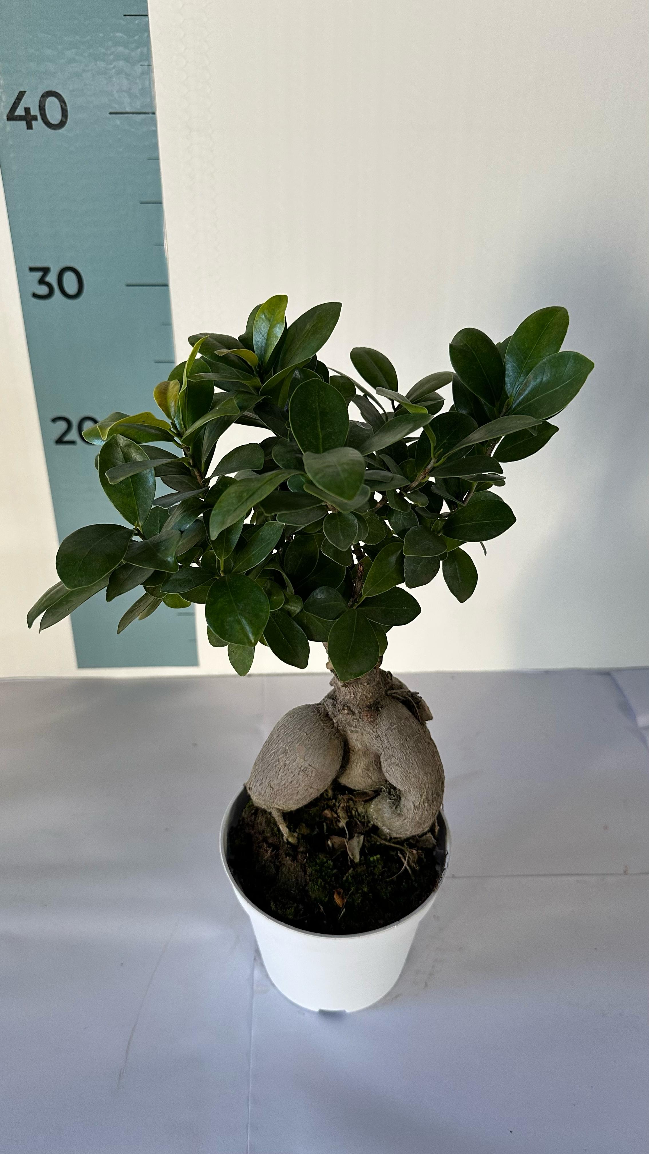 Bonsai Ginseng Ficus Microcarpa