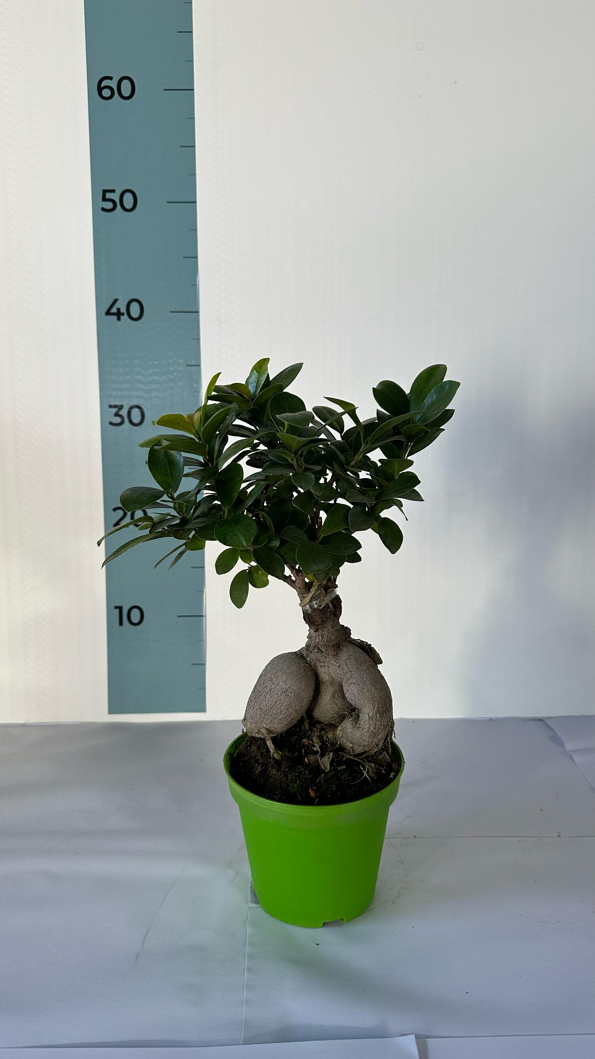Bonsai Ginseng Ficus Microcarpa