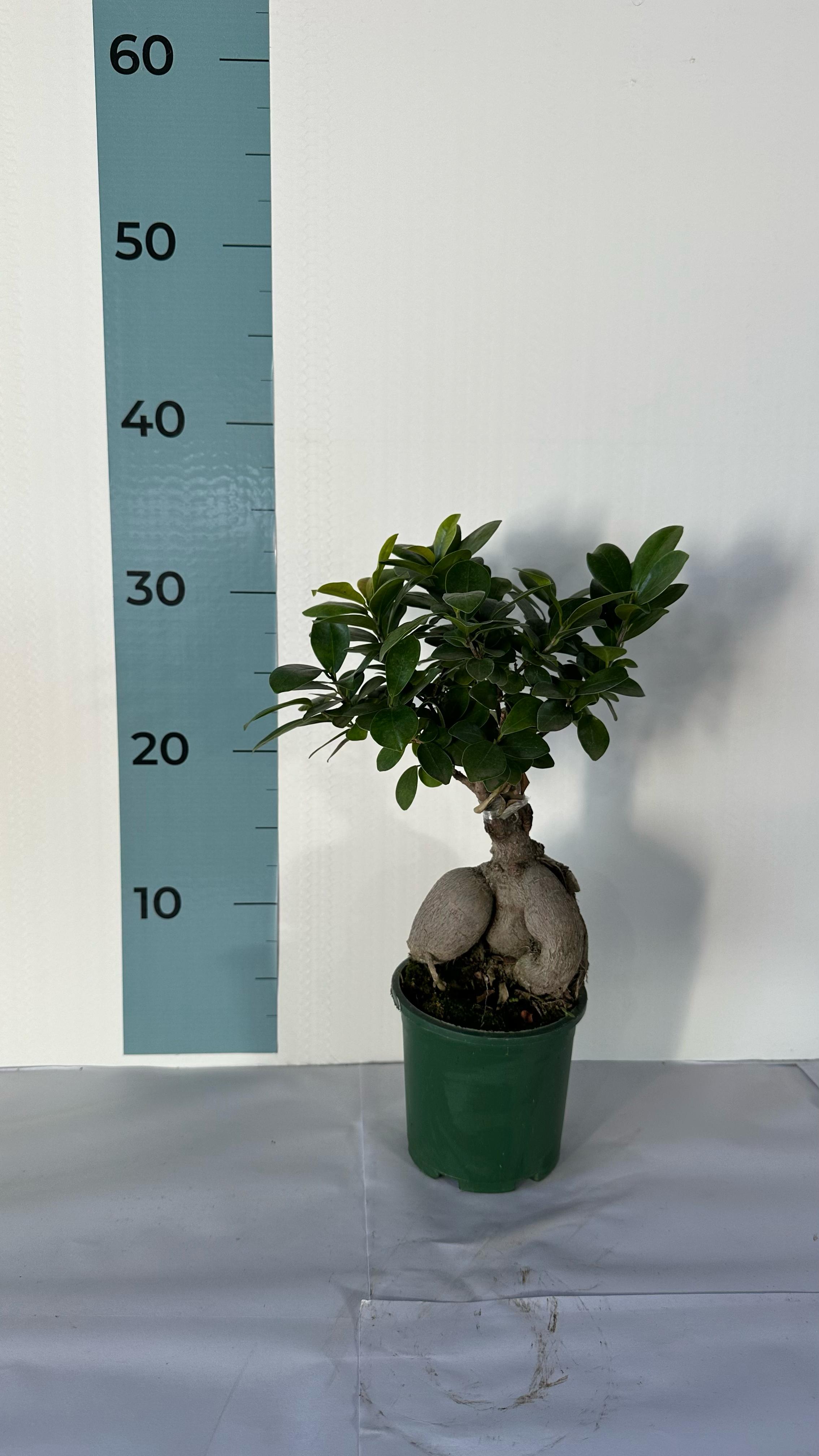 Bonsai Ginseng Ficus Microcarpa