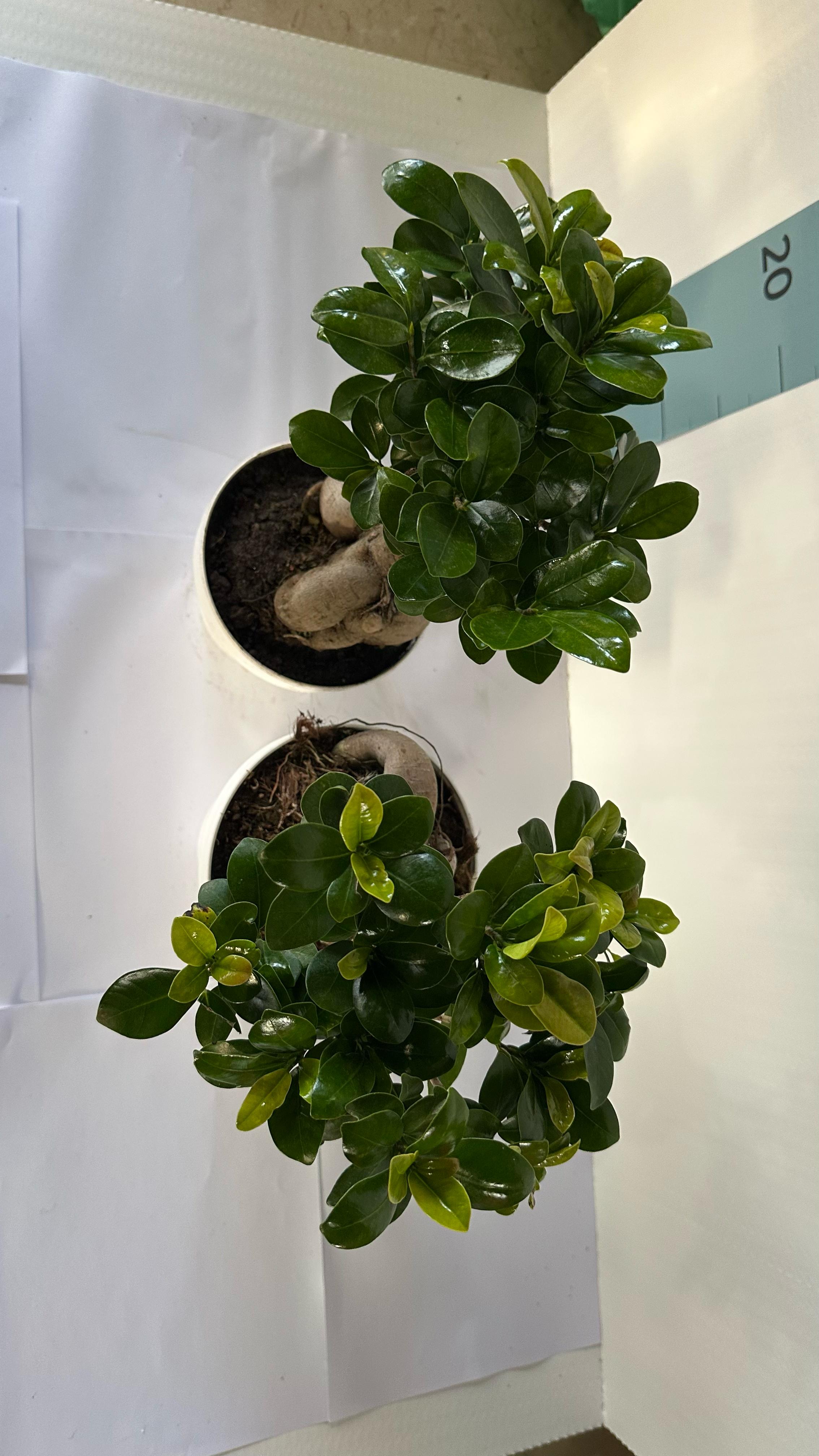 Bonsai Ginseng Ficus Microcarpa