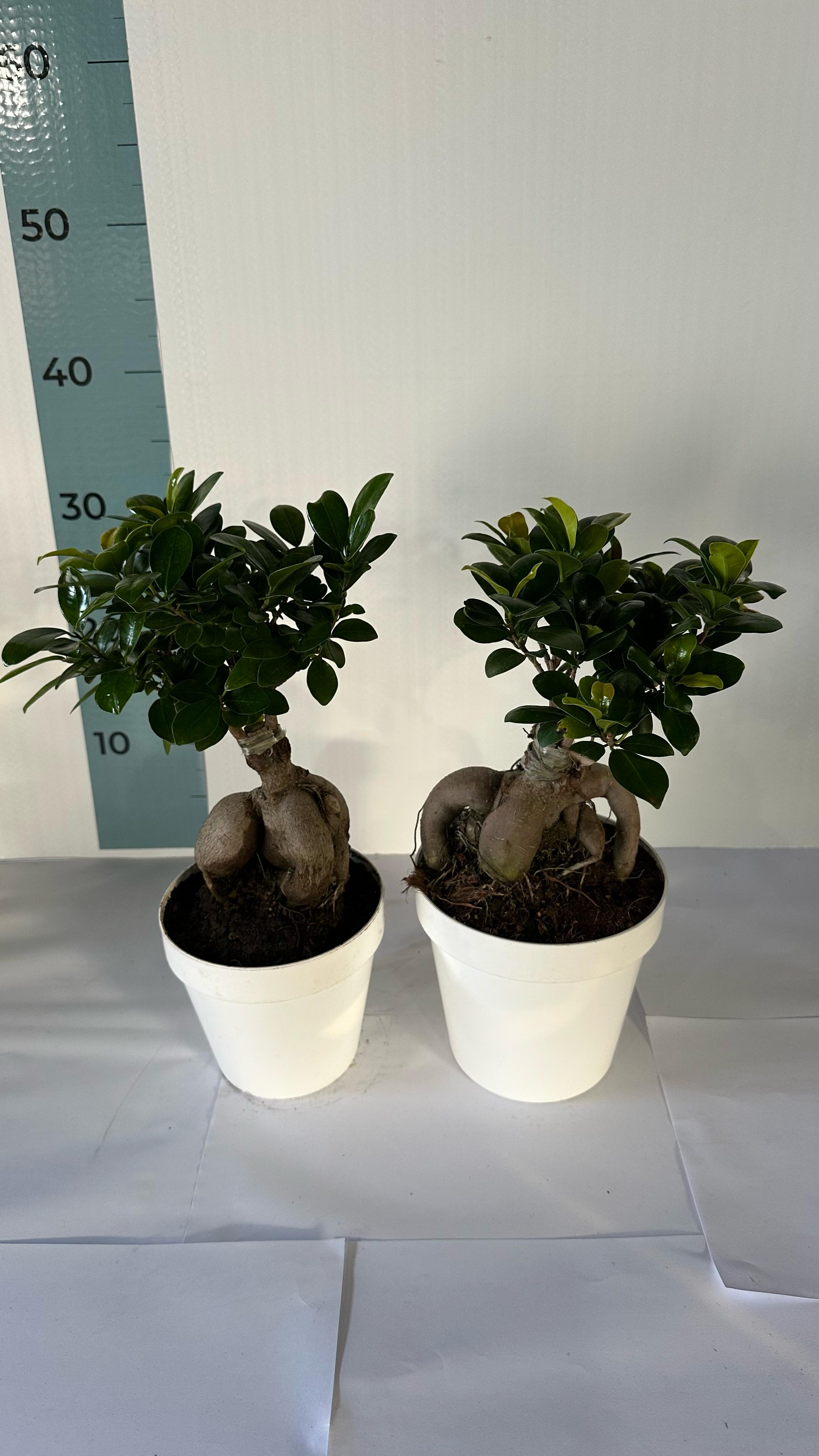 Bonsai Ginseng Ficus Microcarpa