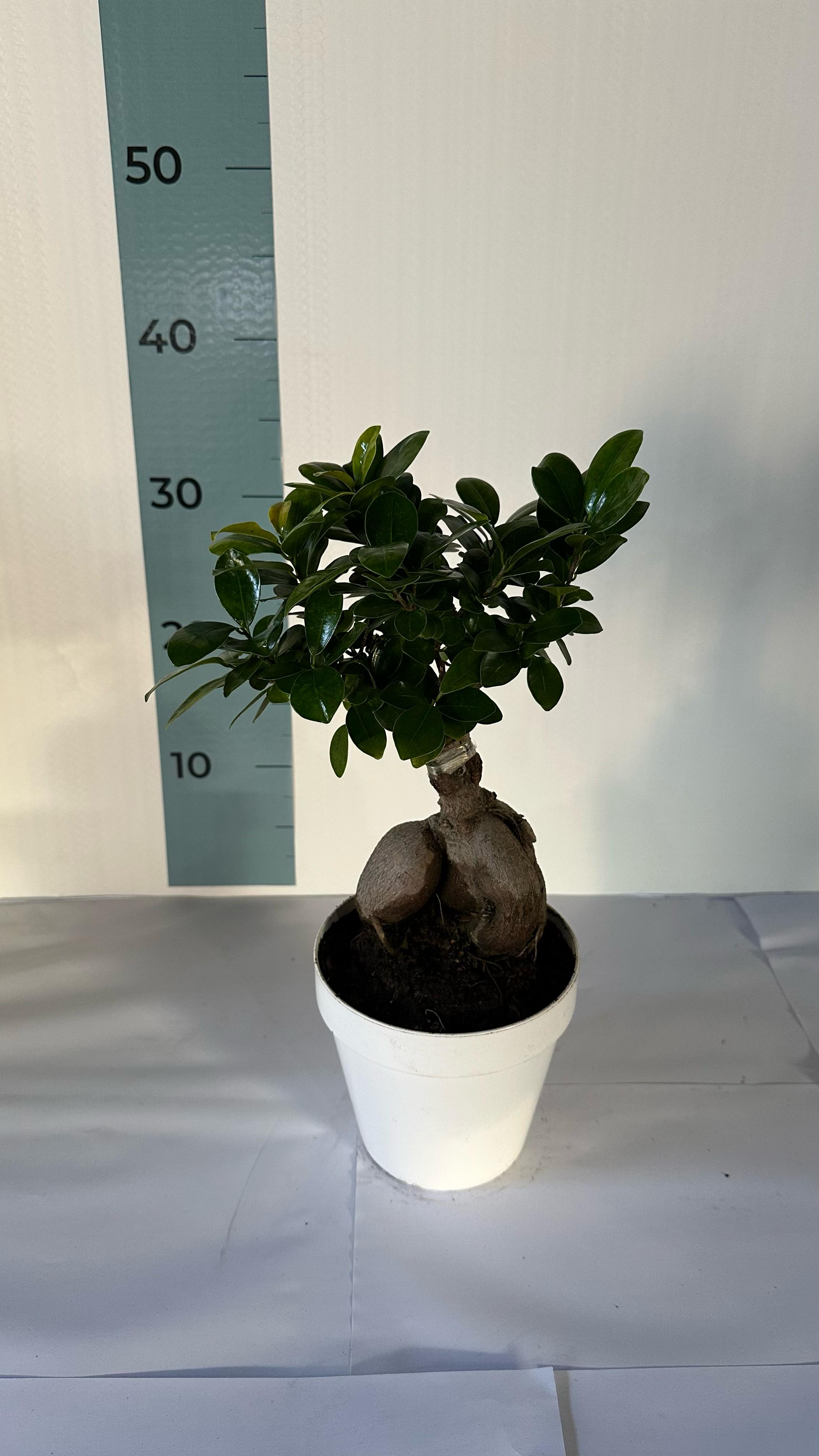 Bonsai Ginseng Ficus Microcarpa