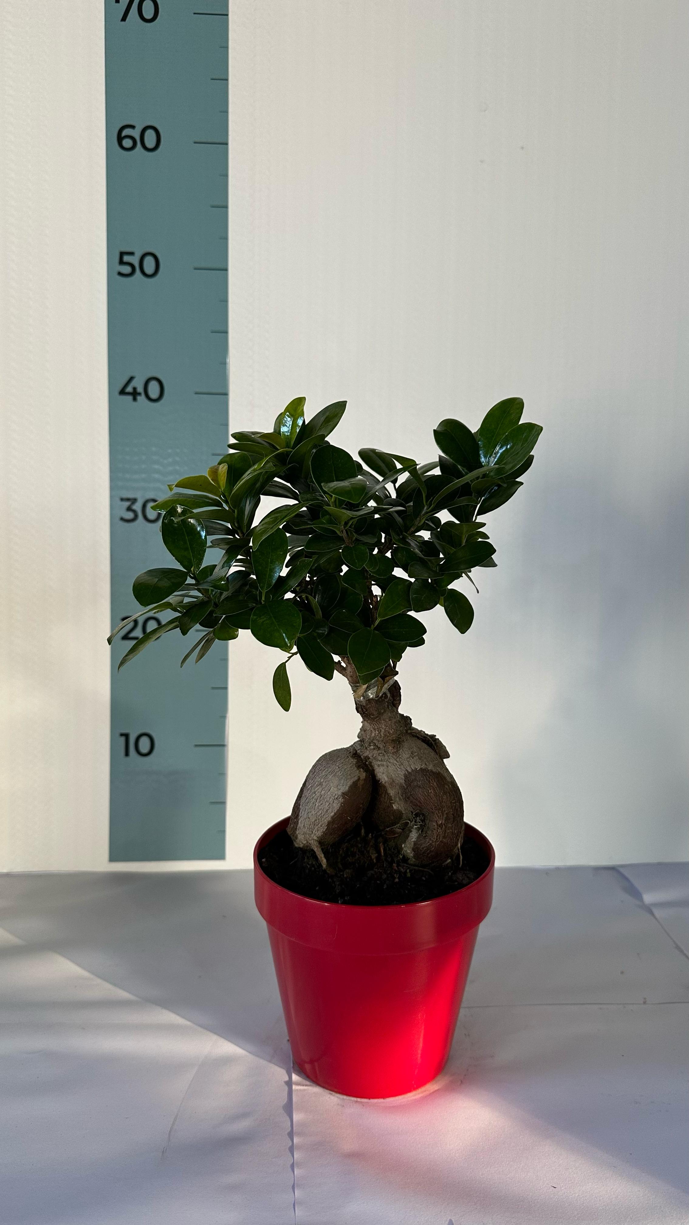 Bonsai Ginseng Ficus Microcarpa