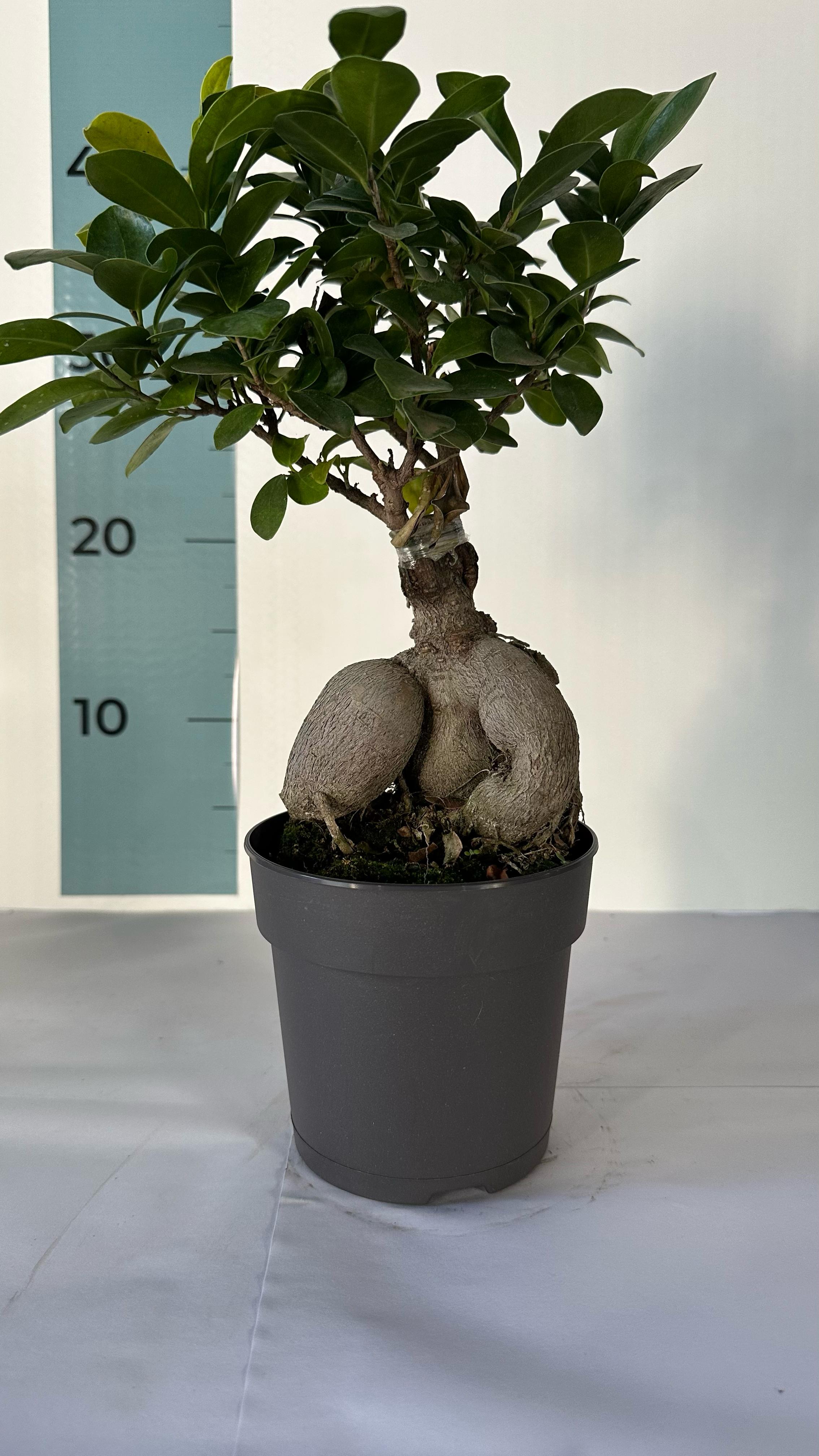 Bonsai Ginseng Ficus Microcarpa