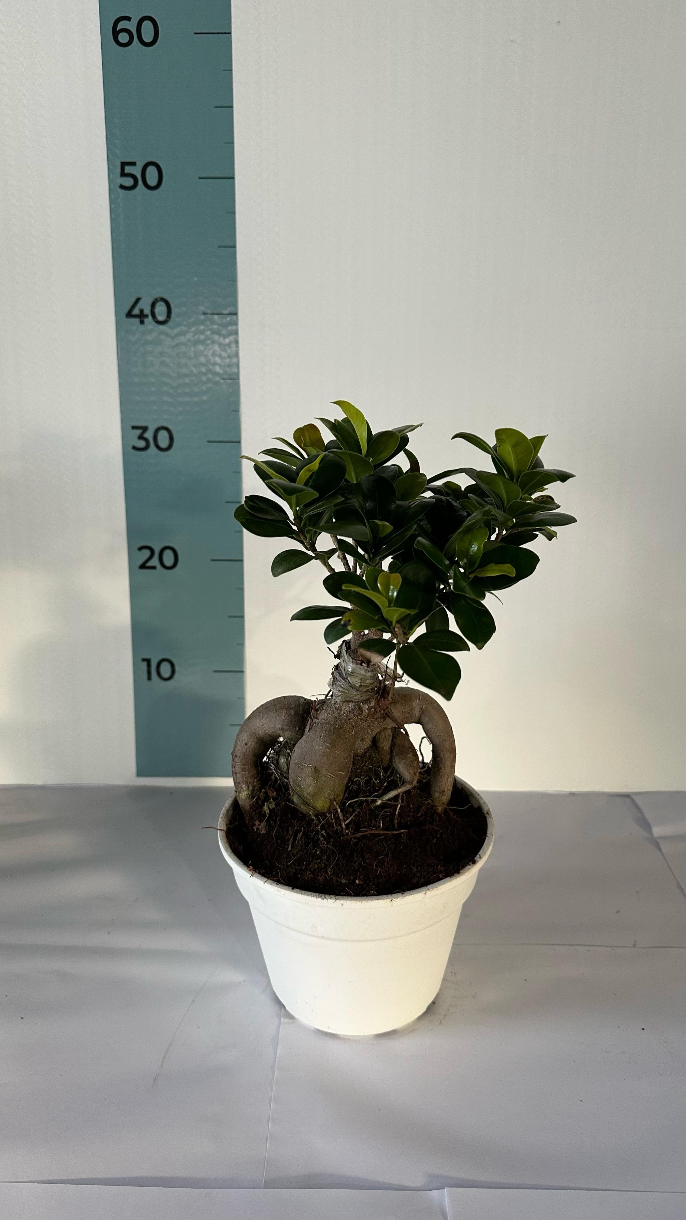 Bonsai Ginseng Ficus Microcarpa