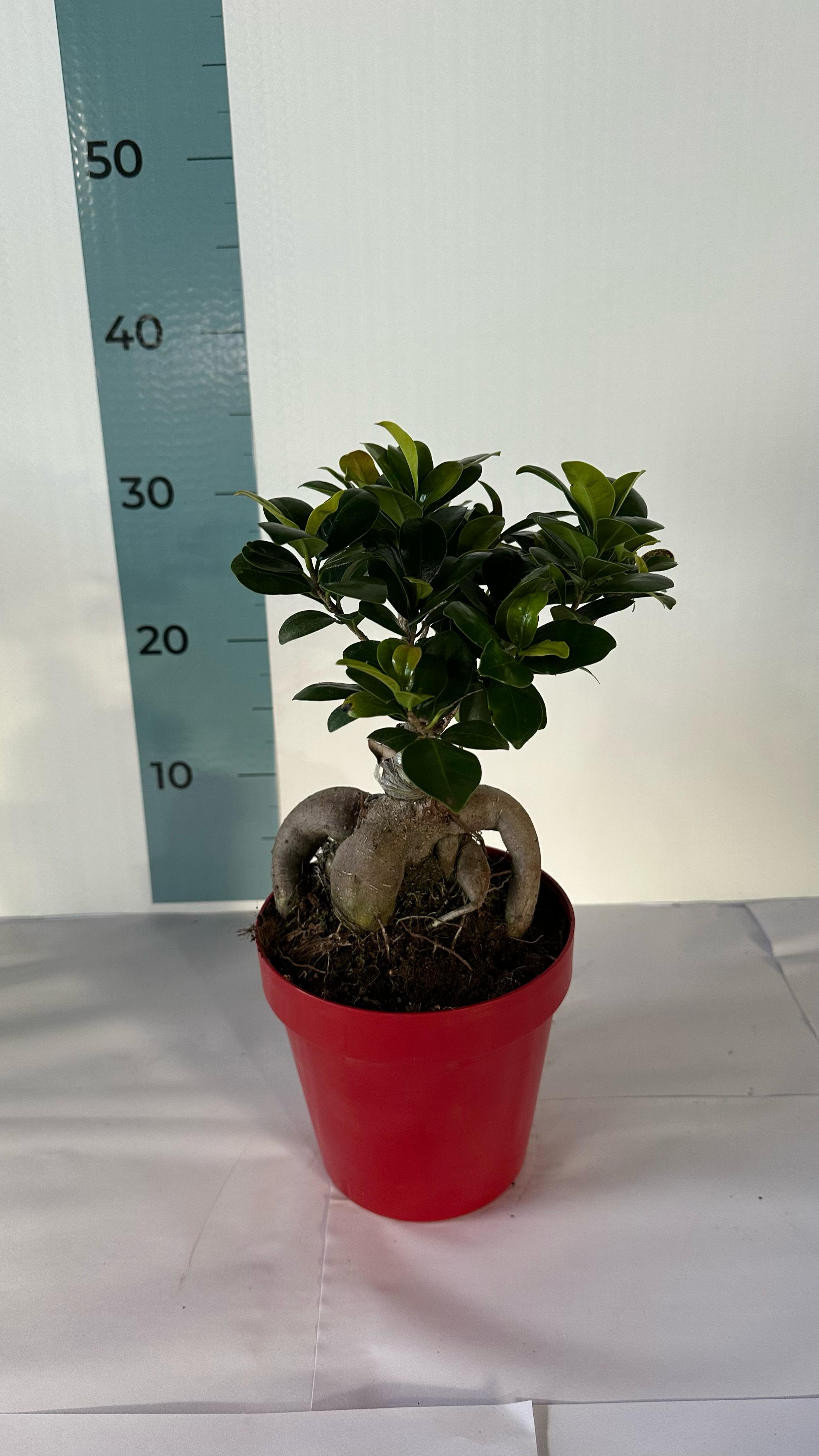 Bonsai Ginseng Ficus Microcarpa