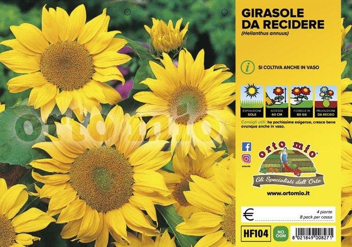 Girasole Nano Sole d′Oro - 4 piante - Orto Mio