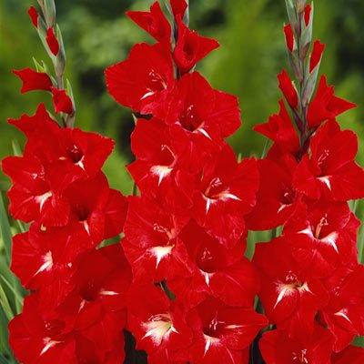 Gladioli Traderhorn - 5 Bulbi