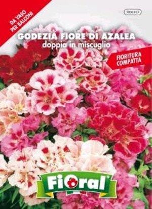 Godezia Fiore di Azalea Doppia in Miscuglio - Fioral