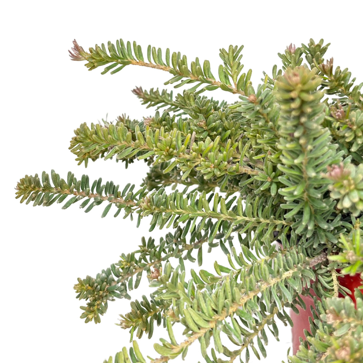 Grevillea Mount Tamboritha