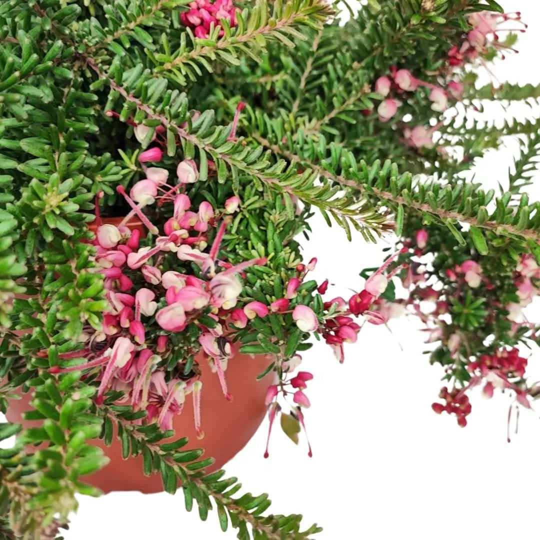 Grevillea Mount Tamboritha D. 24 H. 60 CM