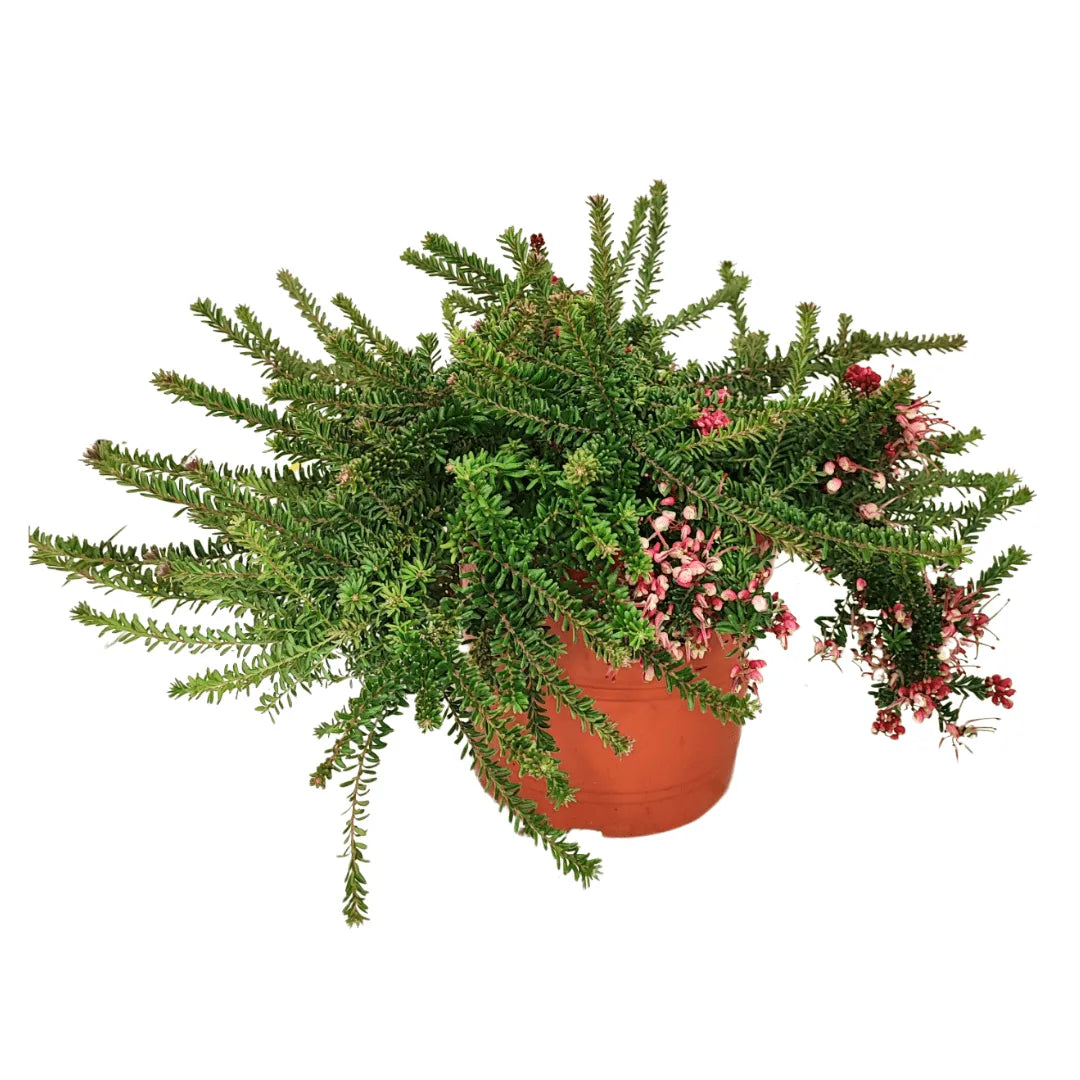 Grevillea Mount Tamboritha D. 24 H. 60 CM