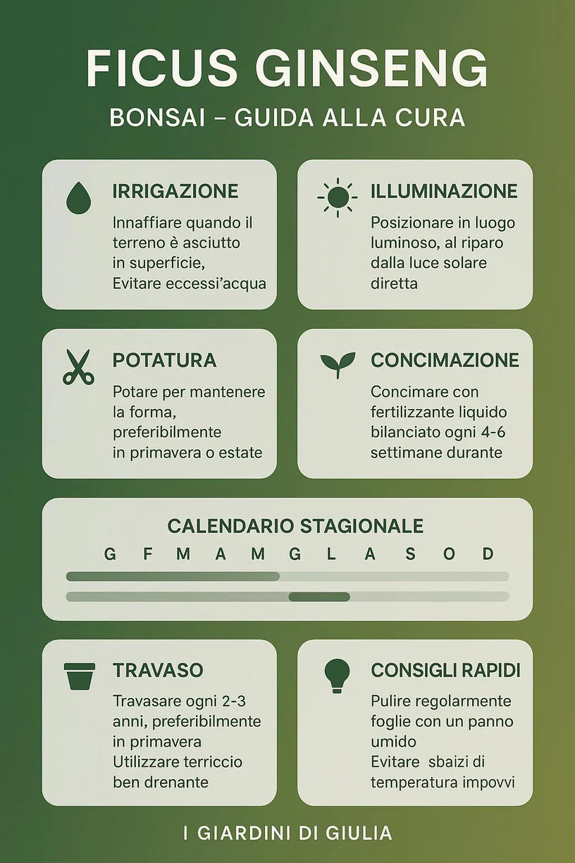 Bonsai ficus ginseng in vaso thetis
