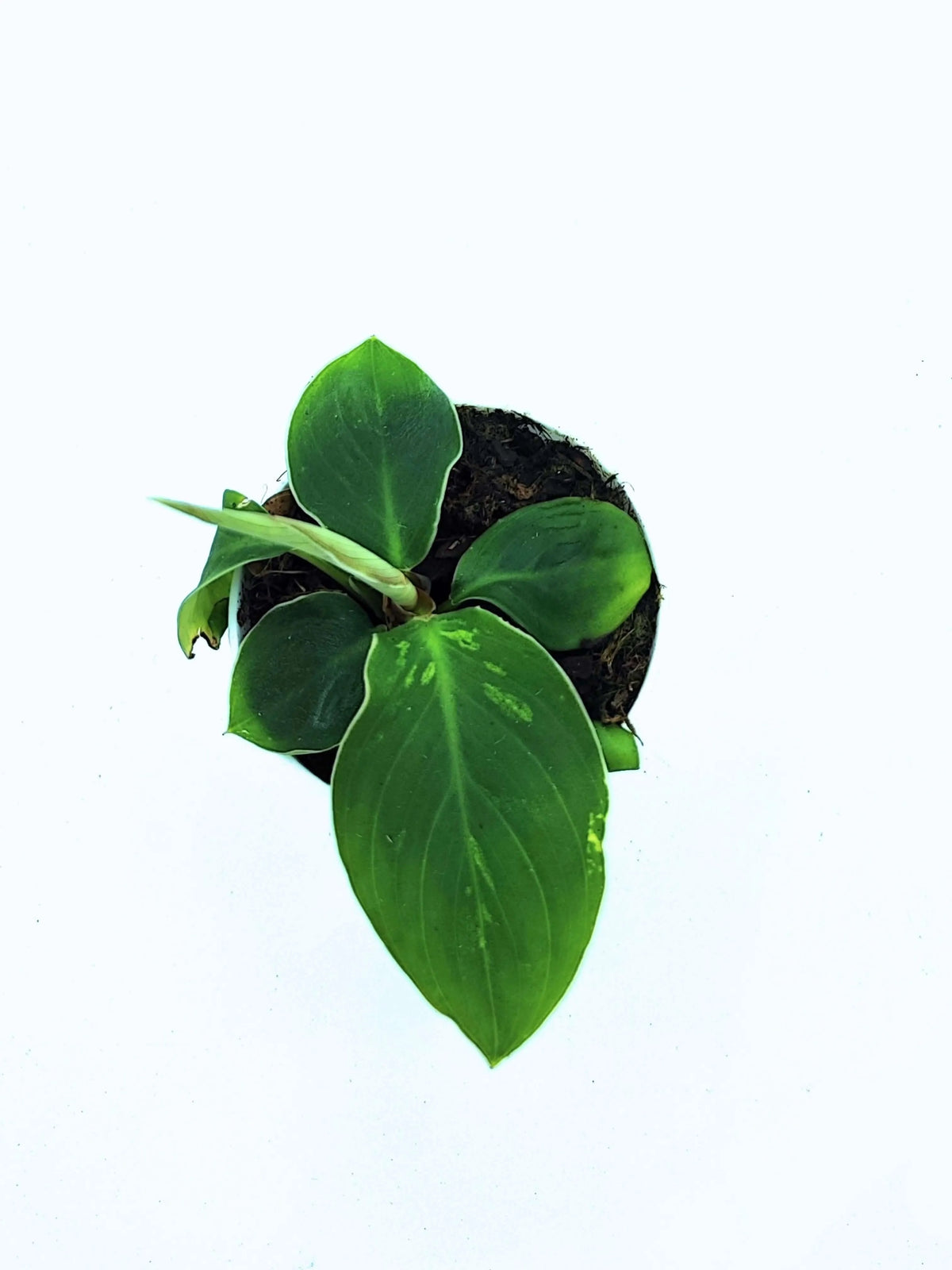 Homalomena Camouflage