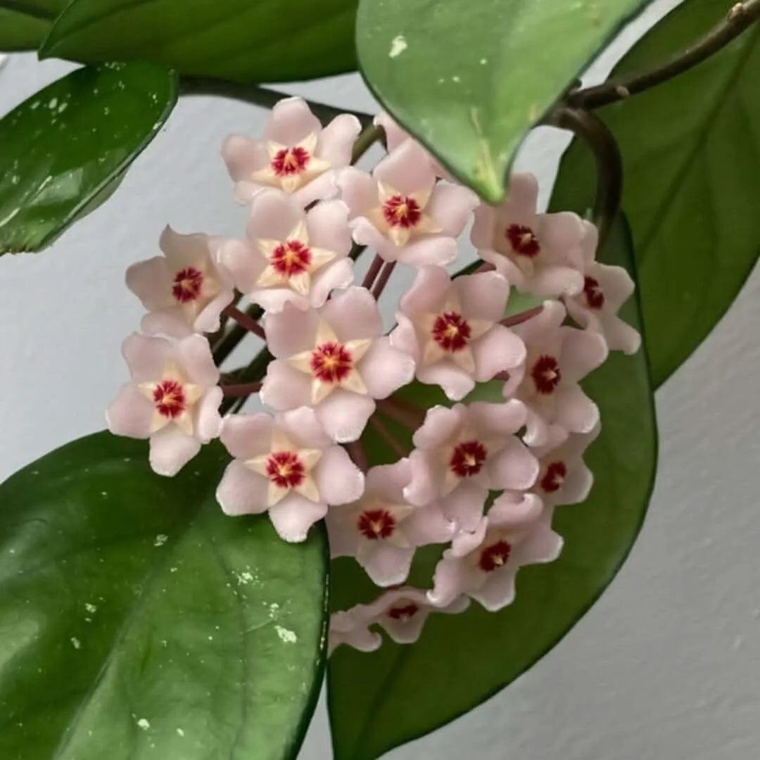 Hoya carnosa krimson queen in vaso conca pure 17 cm