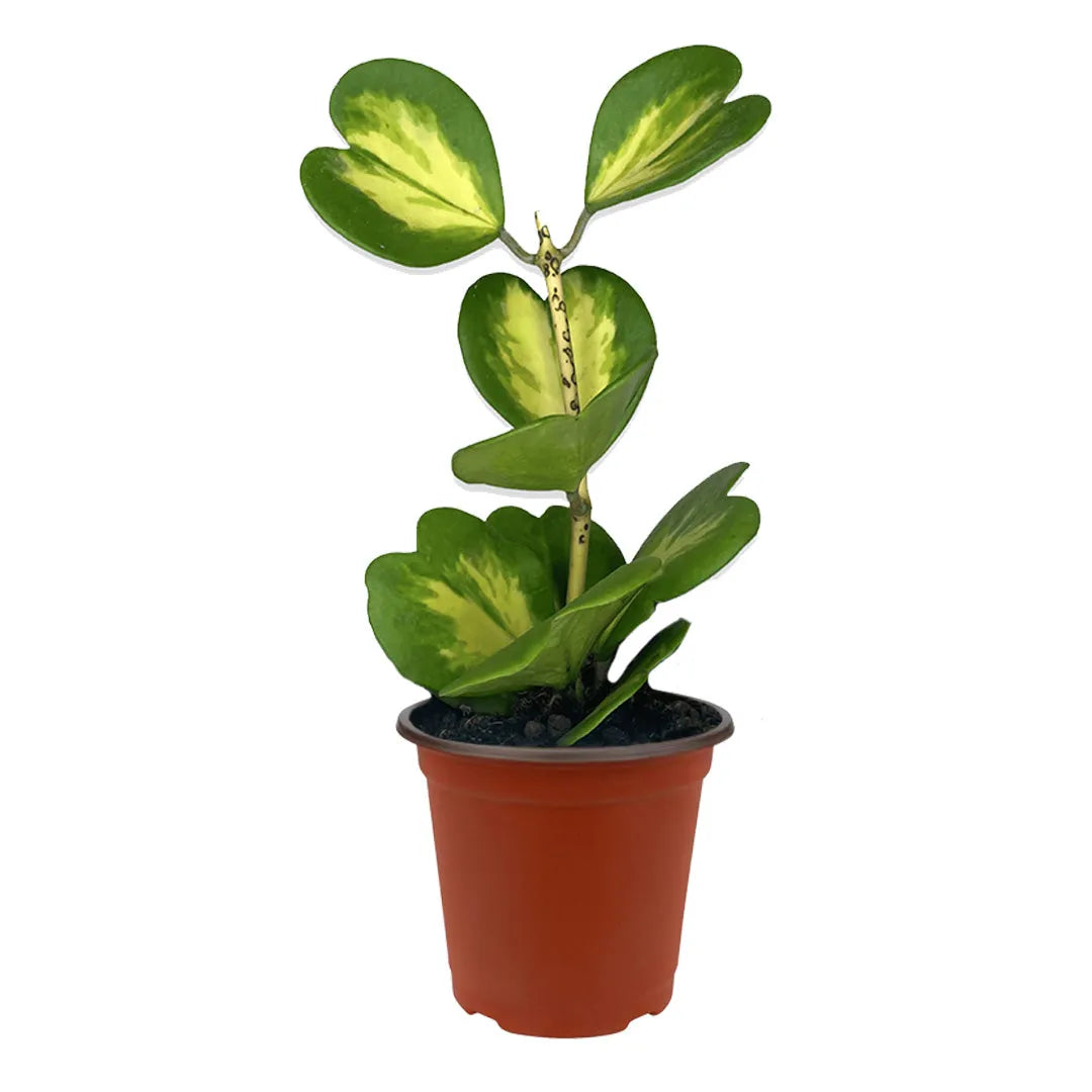 Hoya Kerrii Variegata in vaso