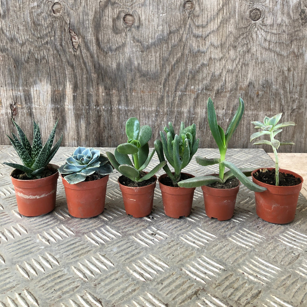Set mini piante grasse vere