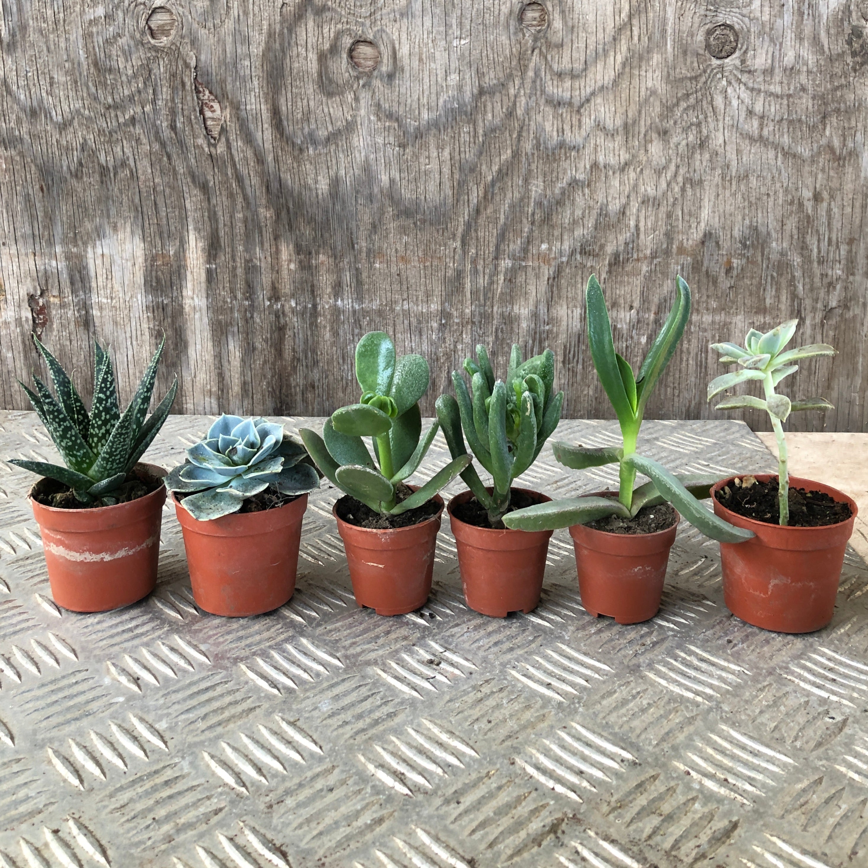 Set mini piante grasse vere