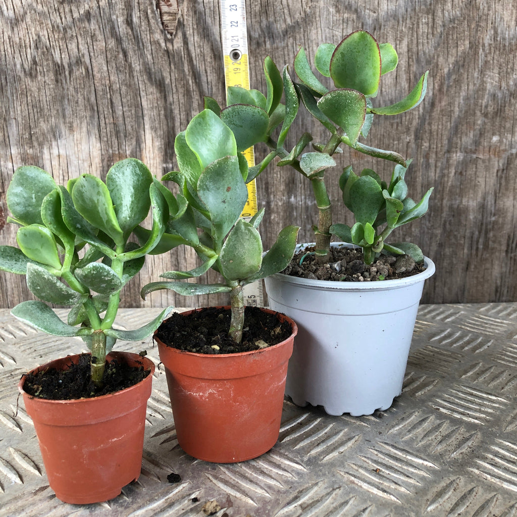 Set mini piante grasse vere