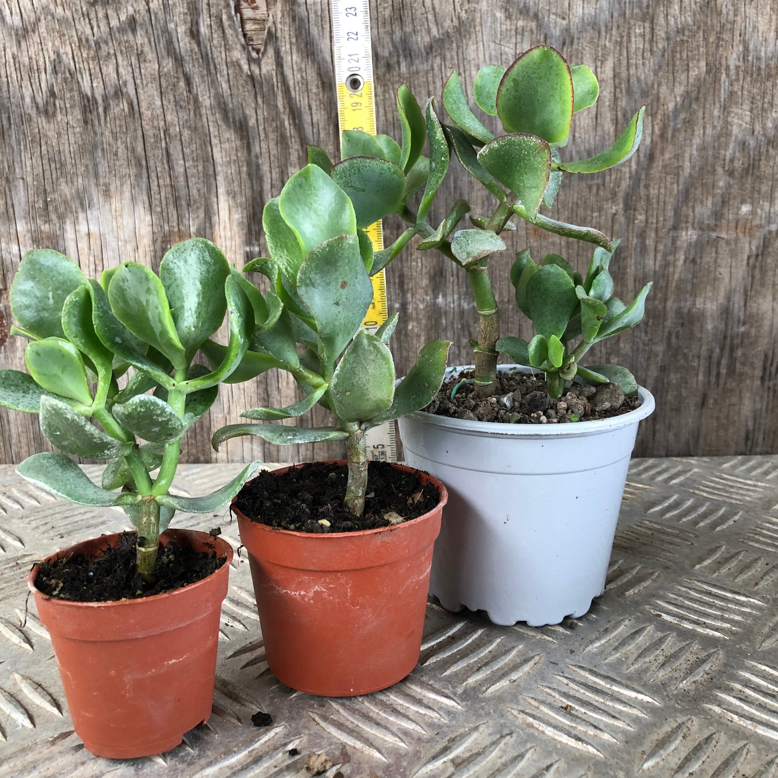 Set mini piante grasse vere