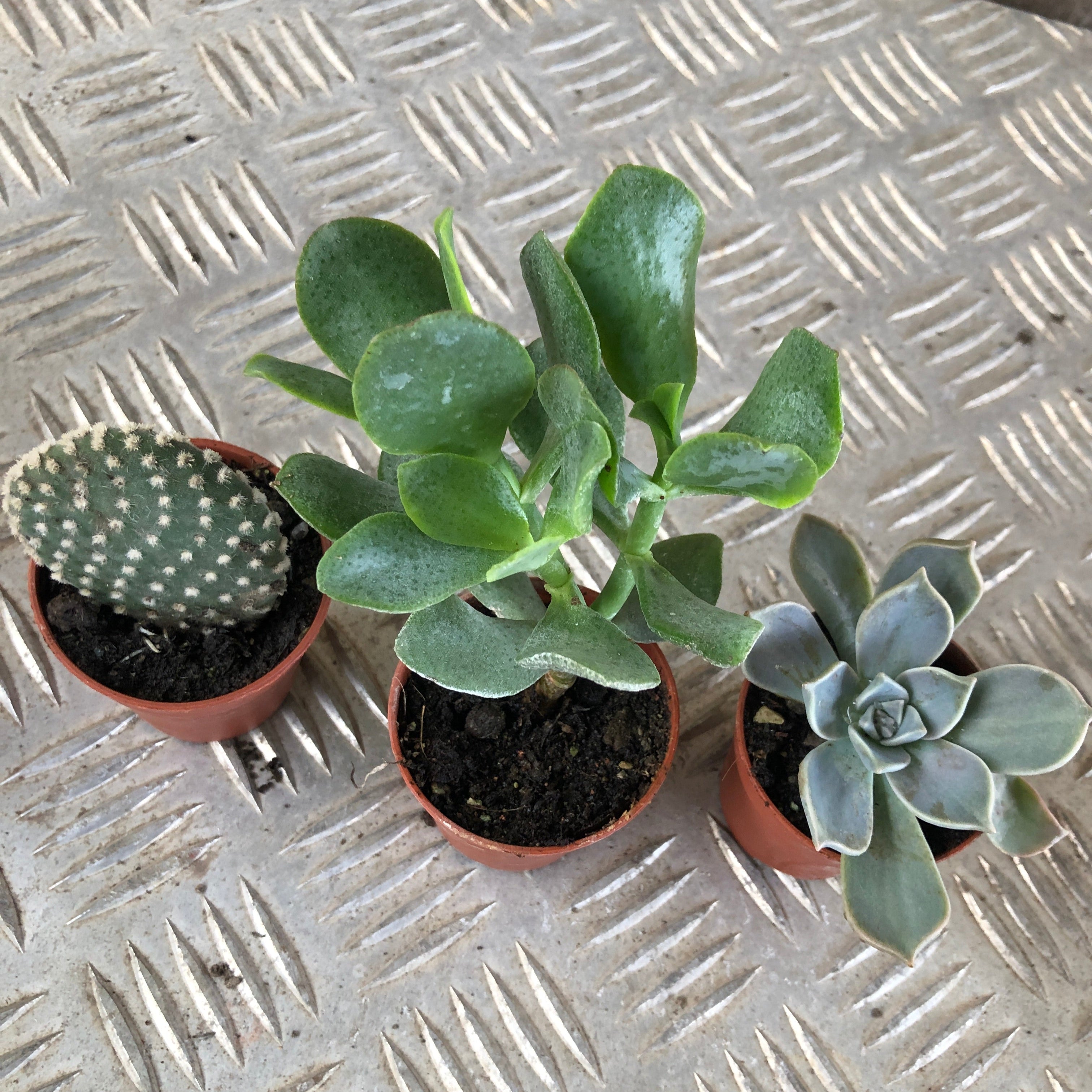 Set Di 4 Piante Grasse VERE Hoya Kerrii In Vaso 6.5 Cm – Mix Di Varietà (Splash, Variegata, Reverse) – Collezione Unica GIROMAGI
