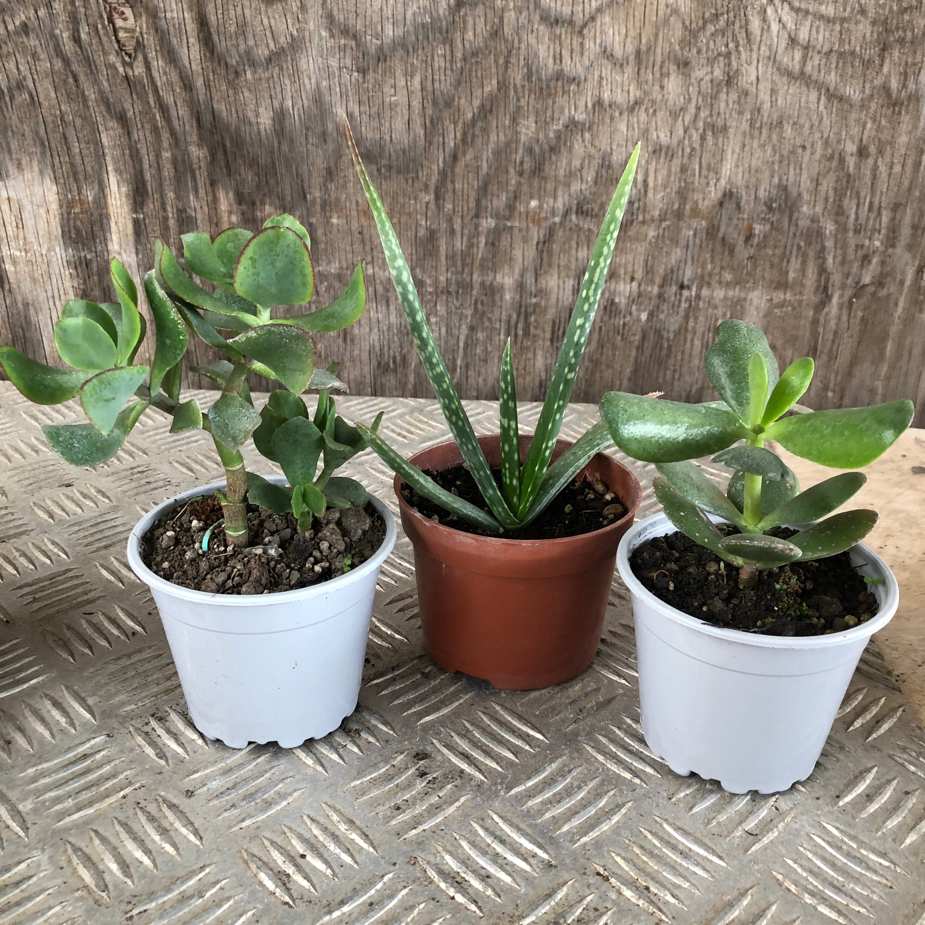 Set mini piante grasse vere