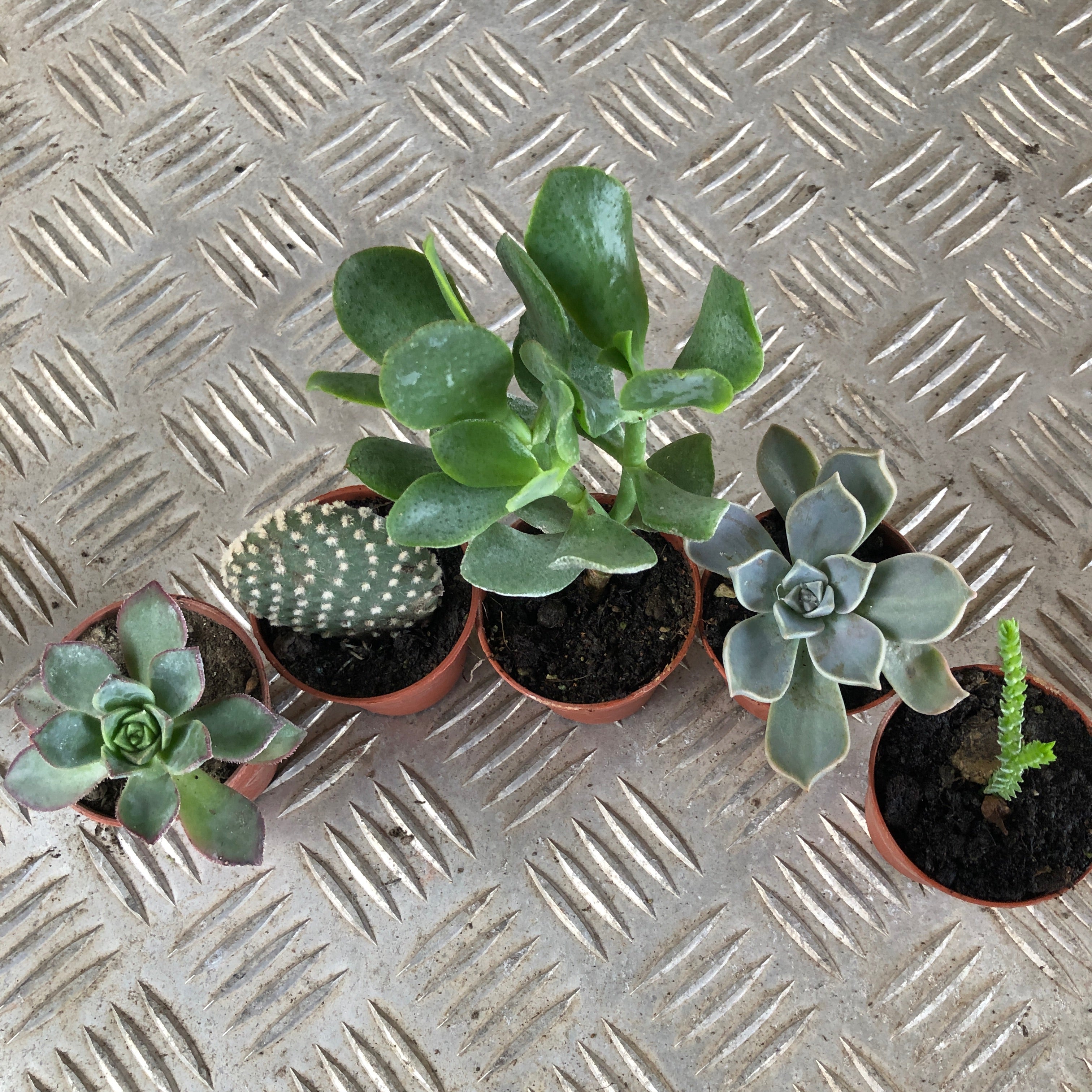 Set mini piante grasse vere
