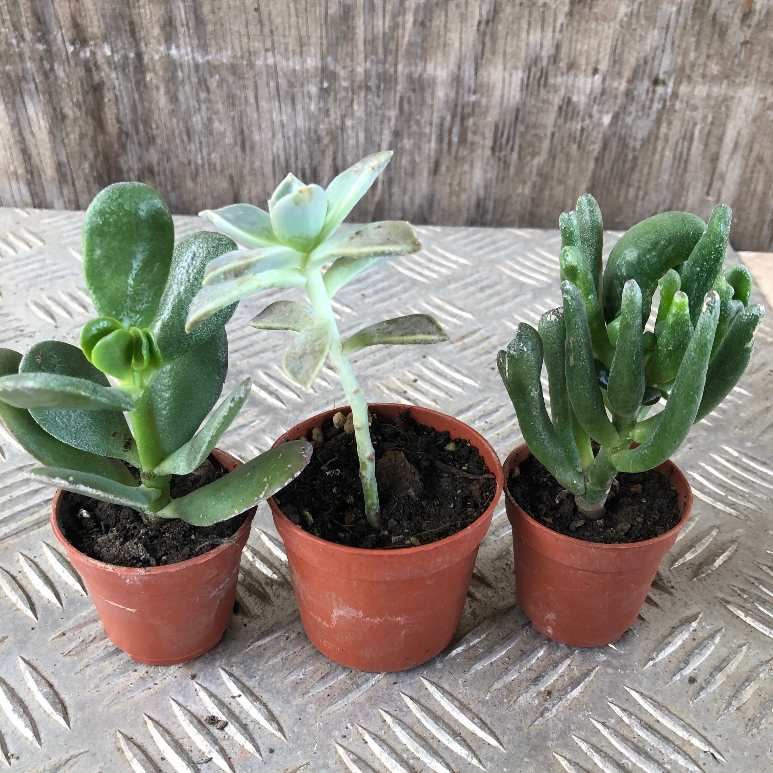Set mini piante grasse vere