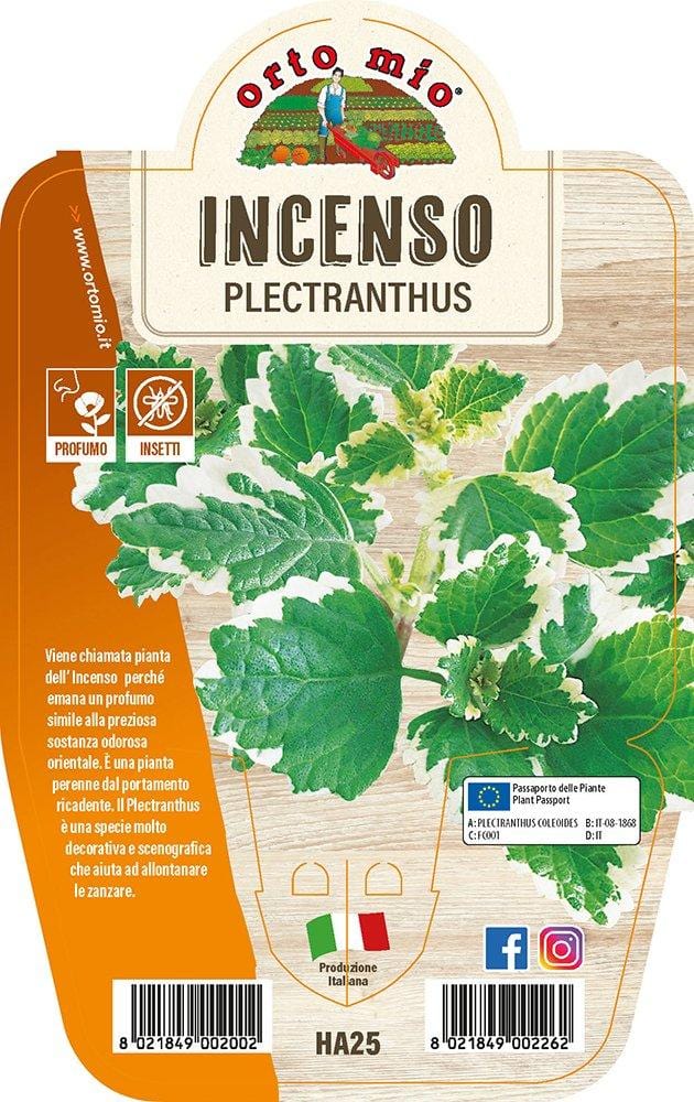 Incenso - 1 pianta v.14 - Orto Mio