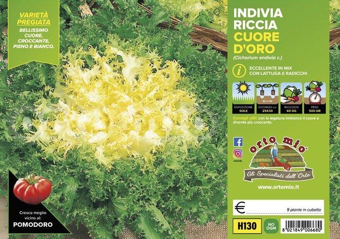 Indivia riccia a cuore d′oro Cigal-Mirna - 9 piante - Orto Mio