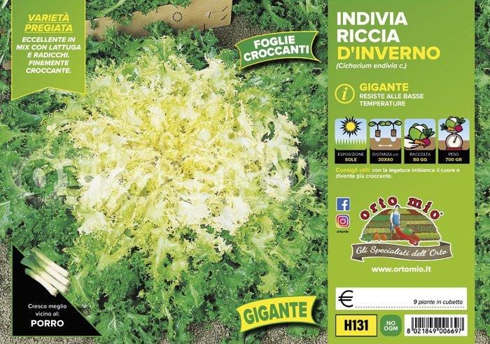Indivia riccia d′inverno gigante Monaco - 9 piante - Orto Mio